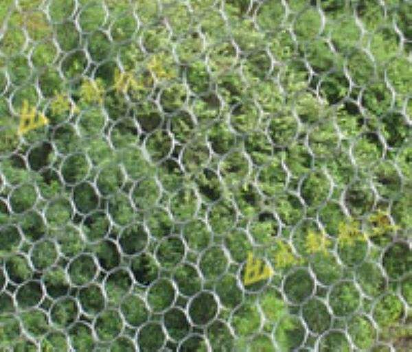 被动环形网 被动环形网